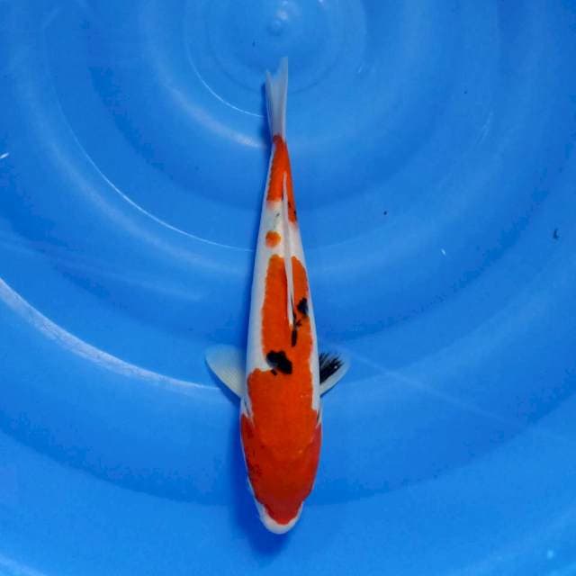 Kohaku 30cm