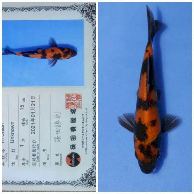Hi utsuri