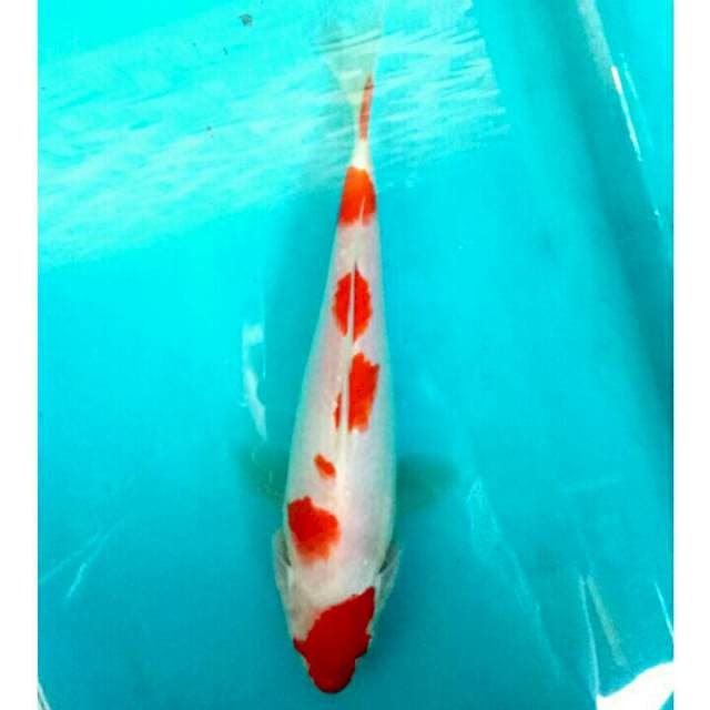 Kohaku