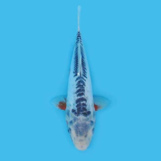 28CM - SHUSUI