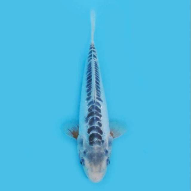 28CM - SHUSUI