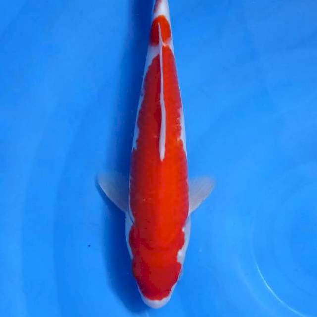 Kohaku 31Cm