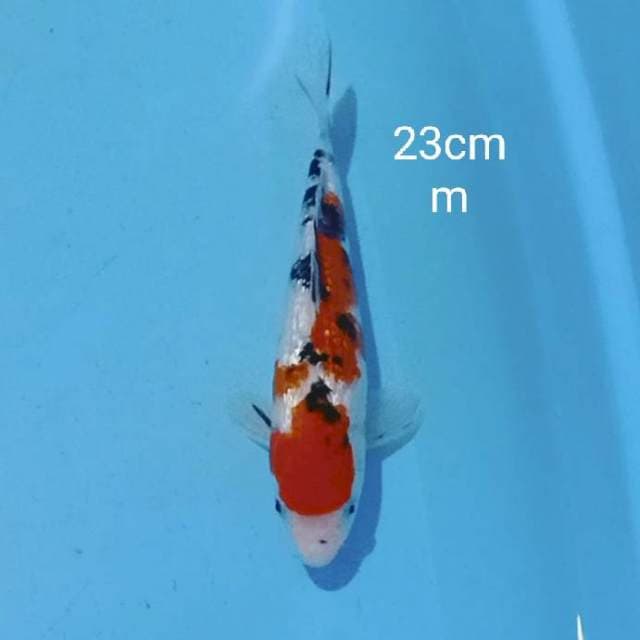 Sanke ginrin 23cm