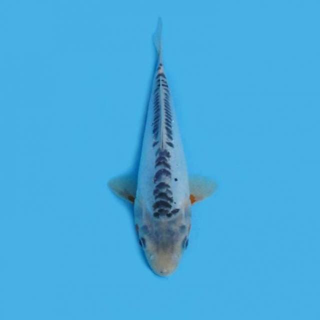 29CM - SHUSUI