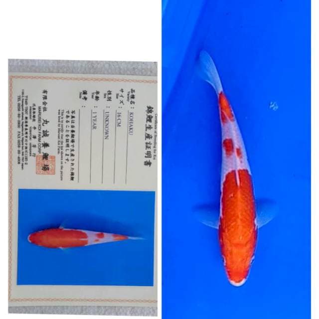 Kohaku Serti Marusei