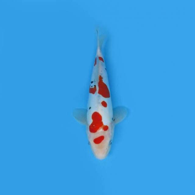 29CM - SANKE DOITSU