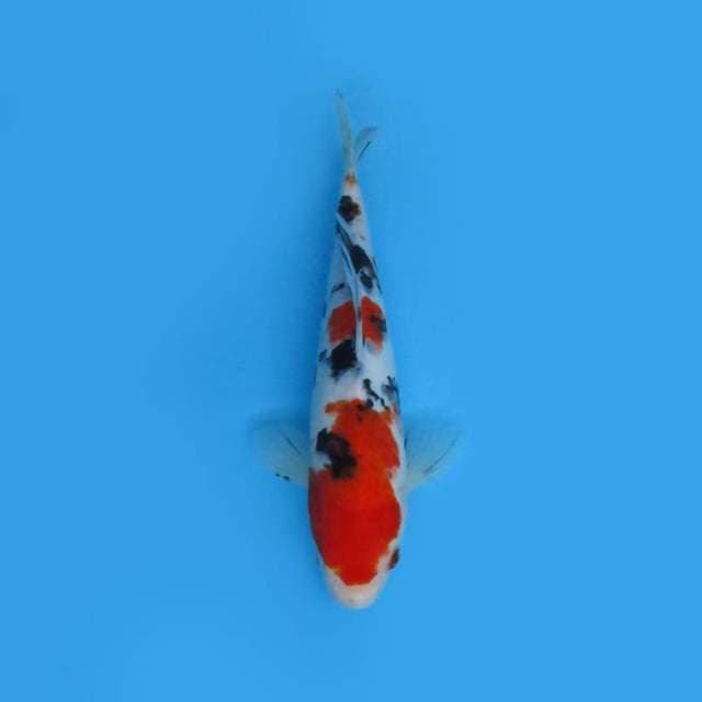 24CM - SANKE