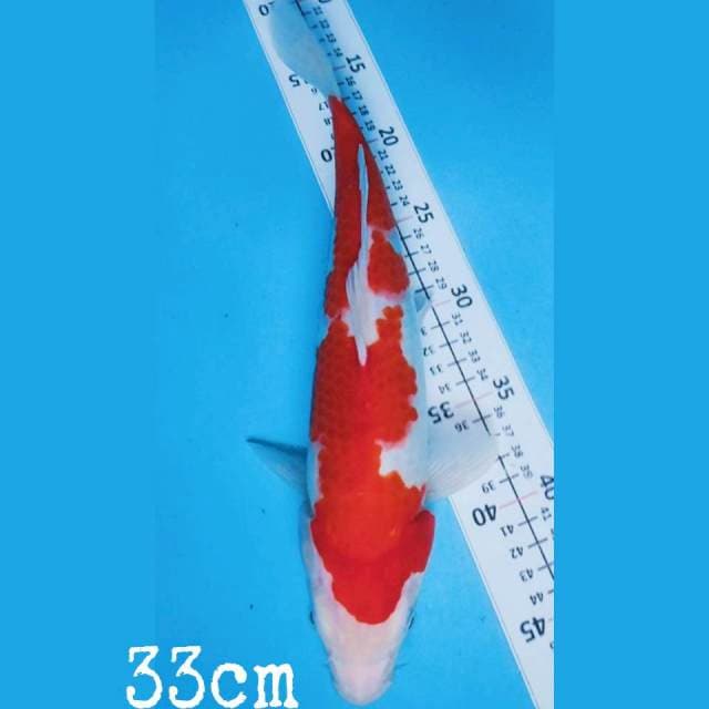kohaku original 33cm