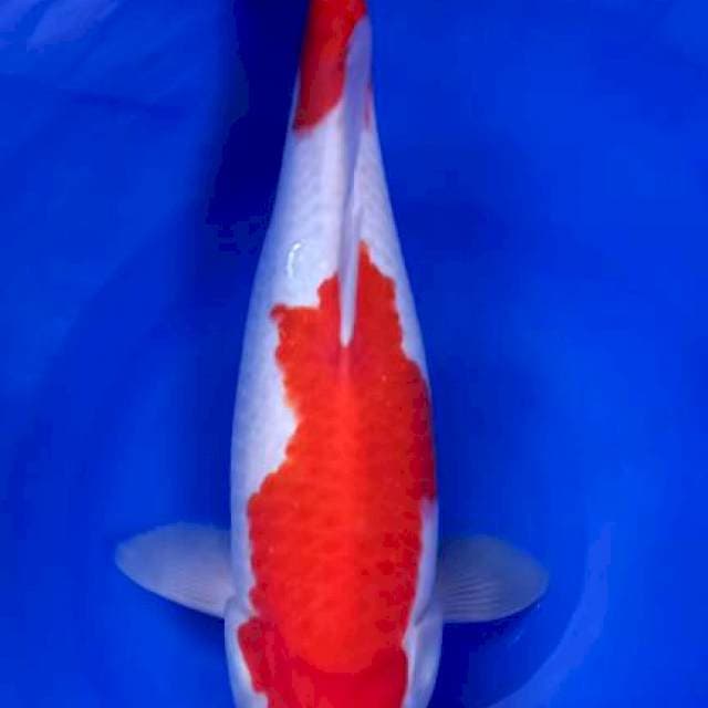 Kohaku female 36cm