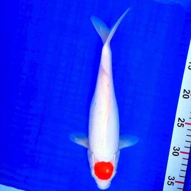Tancho kohaku 30cm