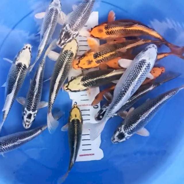 Matsuba 18-22cm 15ekor