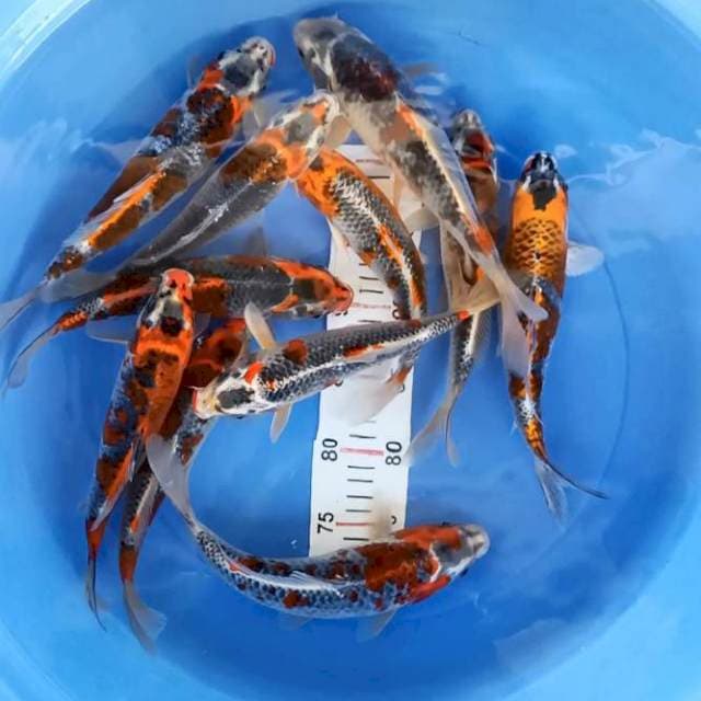 Kujaku merah strong 23-29cm 11ekor