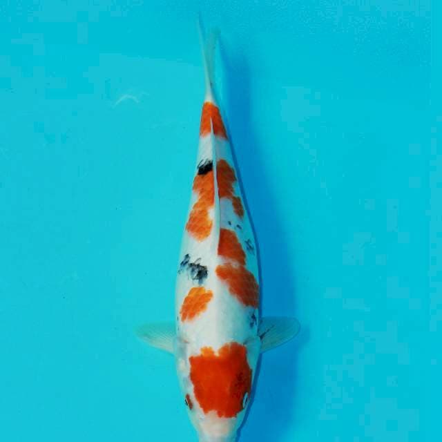 Showa tategoi bahan keps 35cm baby face