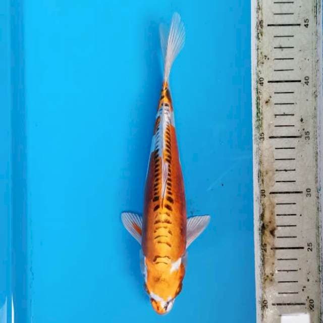Kinkikokuryu 25cm