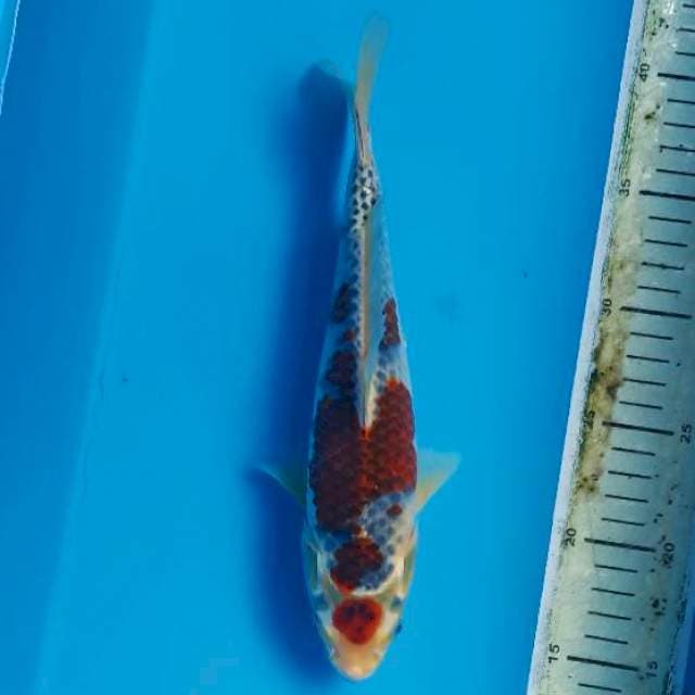Maruten Budo goshiki 27cm