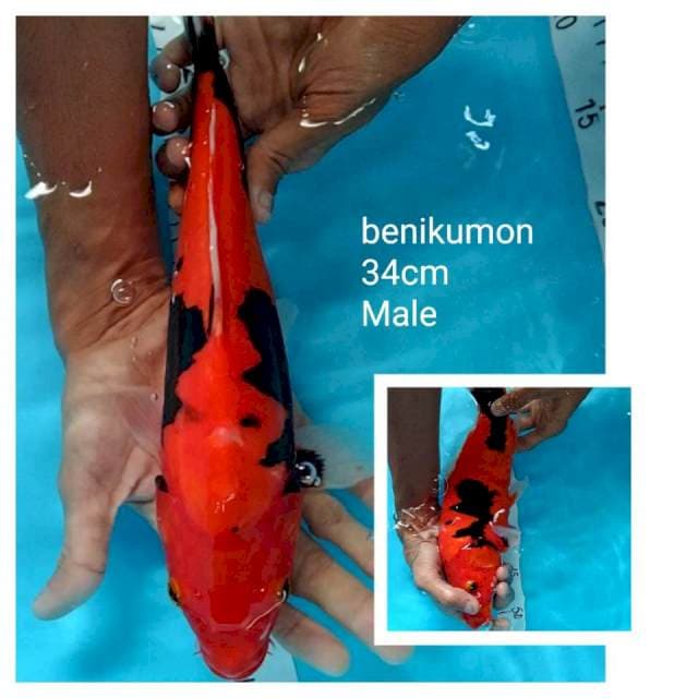 BeniKumonryu 34cm