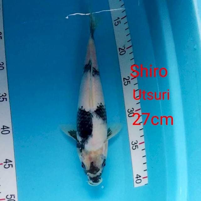 Shiro utsuri 27cm