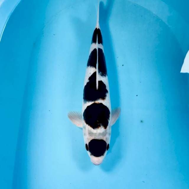 Budo Goromo, 35 cm