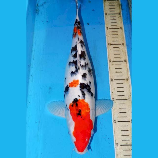 TSUBOSUMI SANKE 38cm
