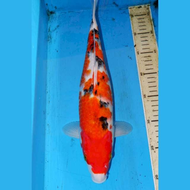 SANKE 39cm