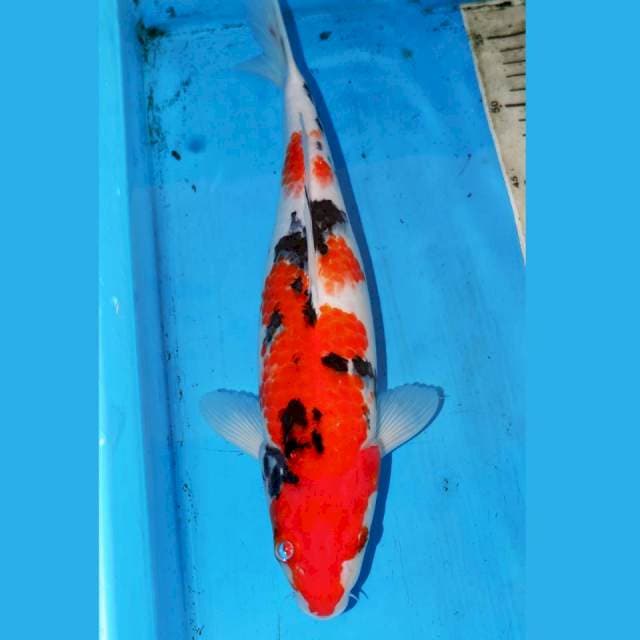 SANKE DALMATION 36cm
