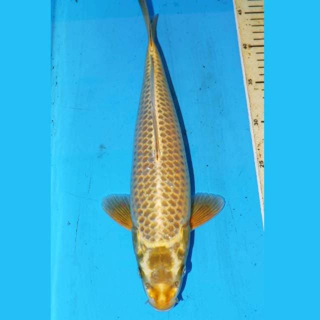 MUKASI ALBINO 35cm