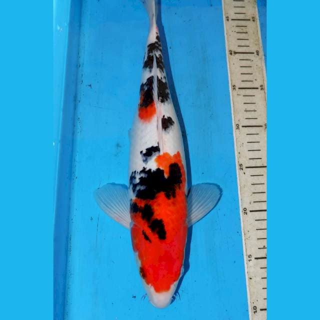 SANKE BAGUS 38cm