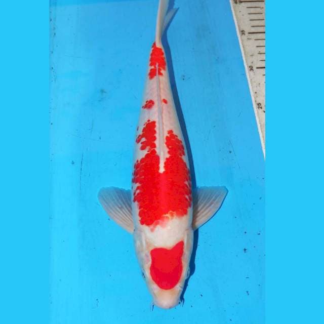 MARUTEN KOHAKU 34cm