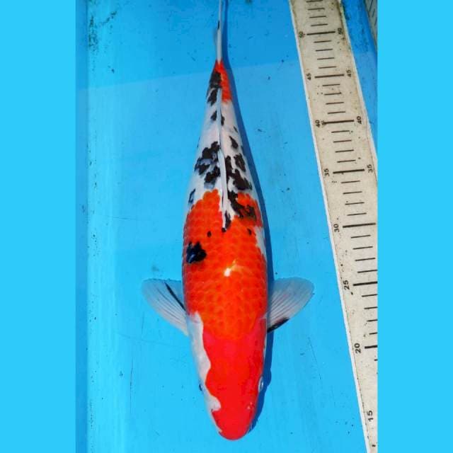 NIDAN KOHAKU 39cm