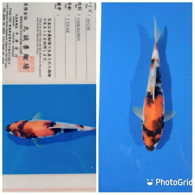 Showa tosai marusei