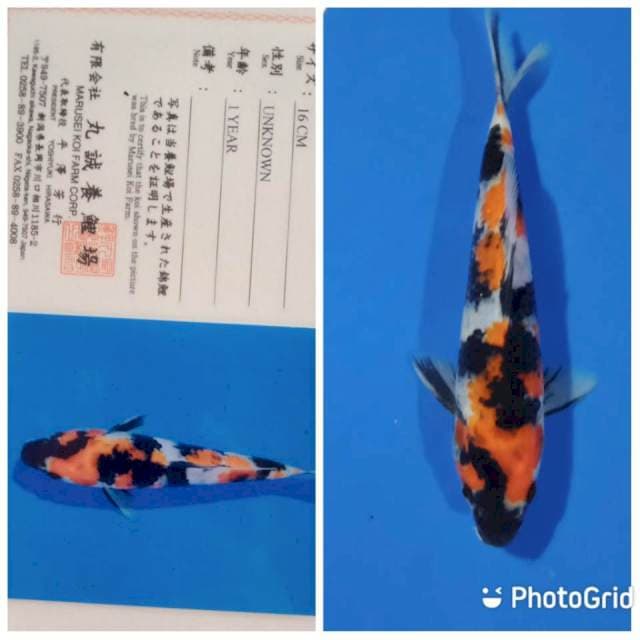 Showa tosai marusei