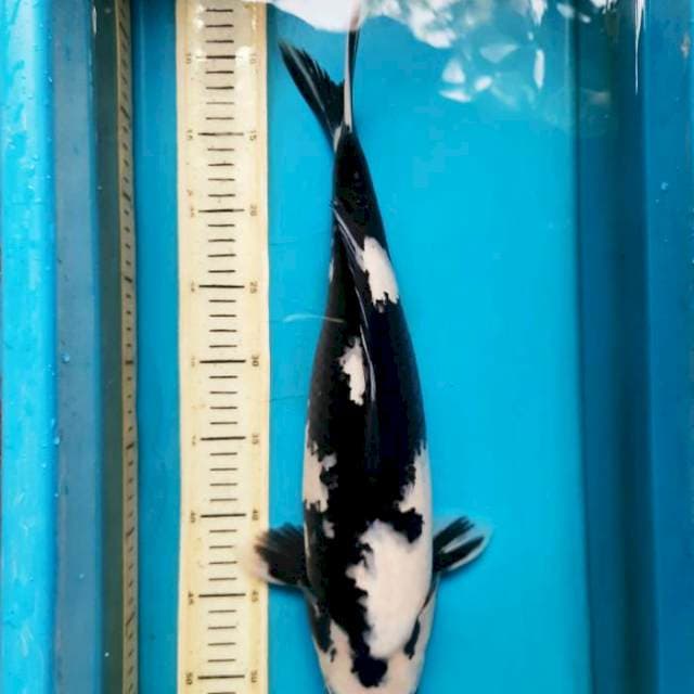Shiro prospek jumbo 44cm Female