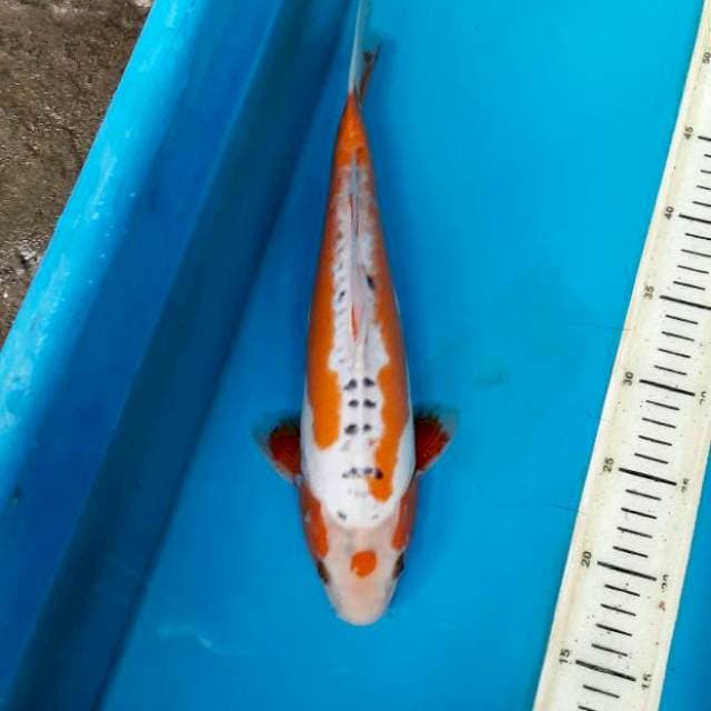 Hanna shusui 34cm Female