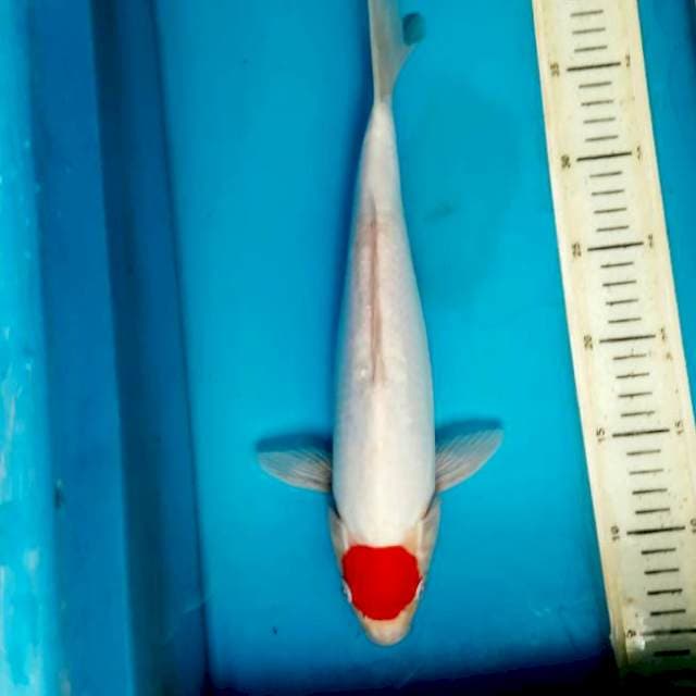 Tancho kohaku doit 34cm Male