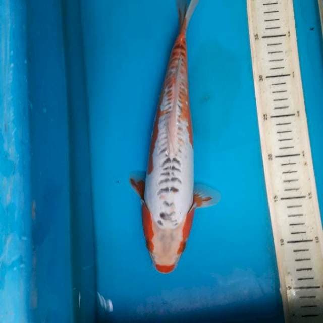 Motoaka Shusui 33cm Male