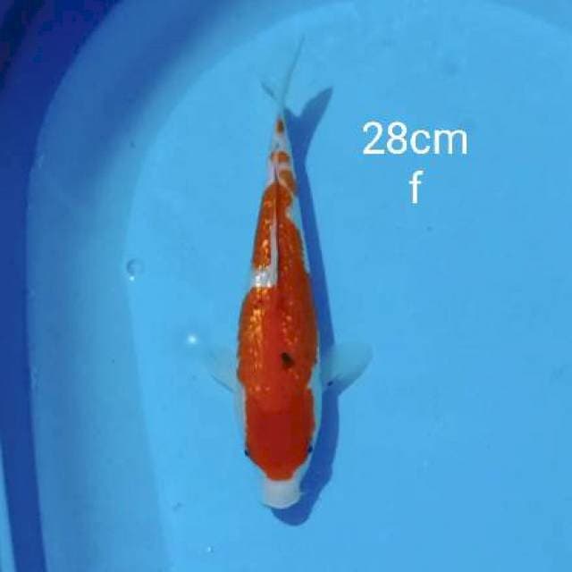 Sanke ginrin 28cm