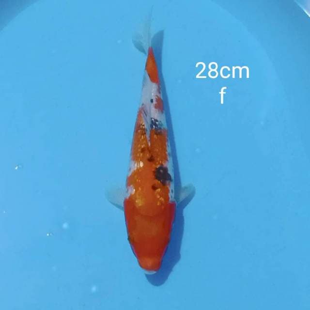 Sanke ginrin 28cm