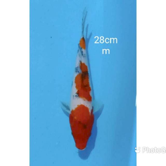 Sanke 28cm