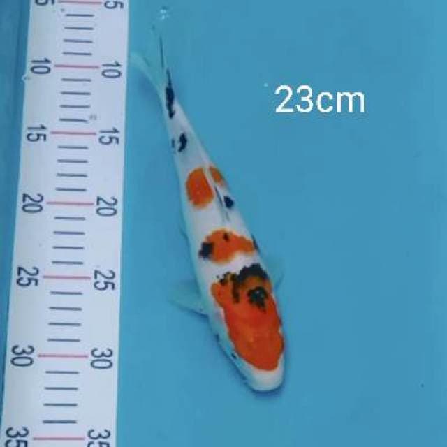Sanke 23cm