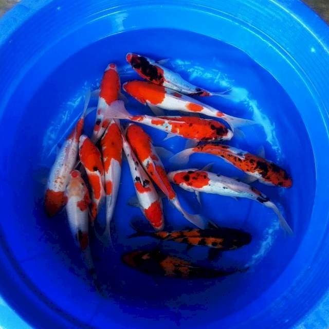 15ekor mix berbagai jenis 30an cm