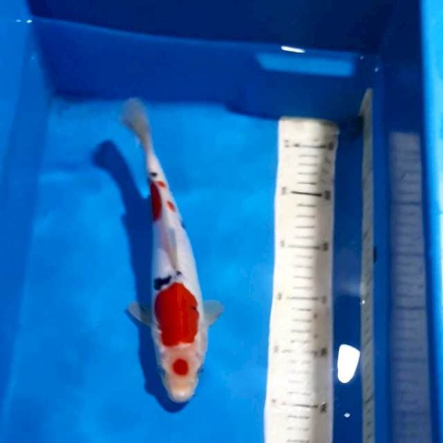 MARUTEN SANKE DOITSU 25 CM