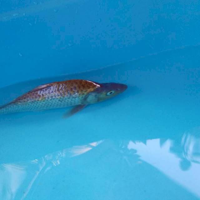 Midori punuk onta 25 cm SQ male