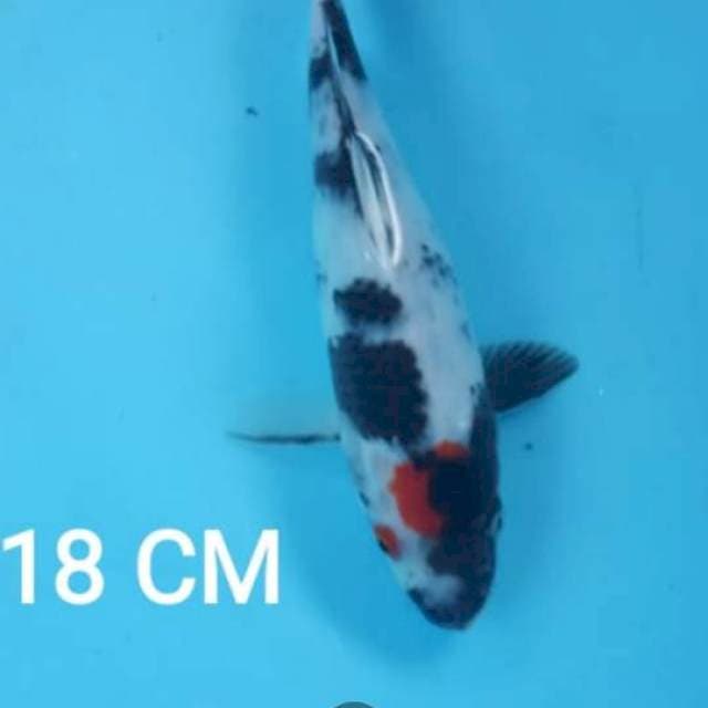 Thancho Showa 18 cm