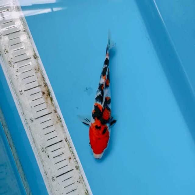Atarashi Sanke 22cm