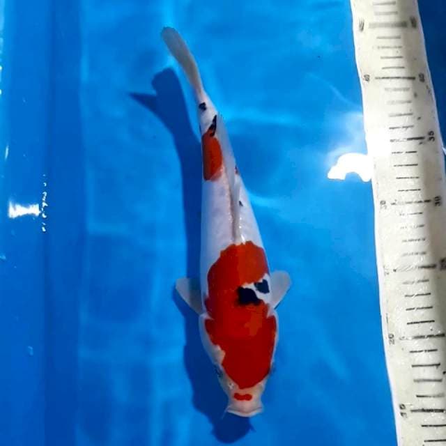 SANKE DOITSU 28 CM