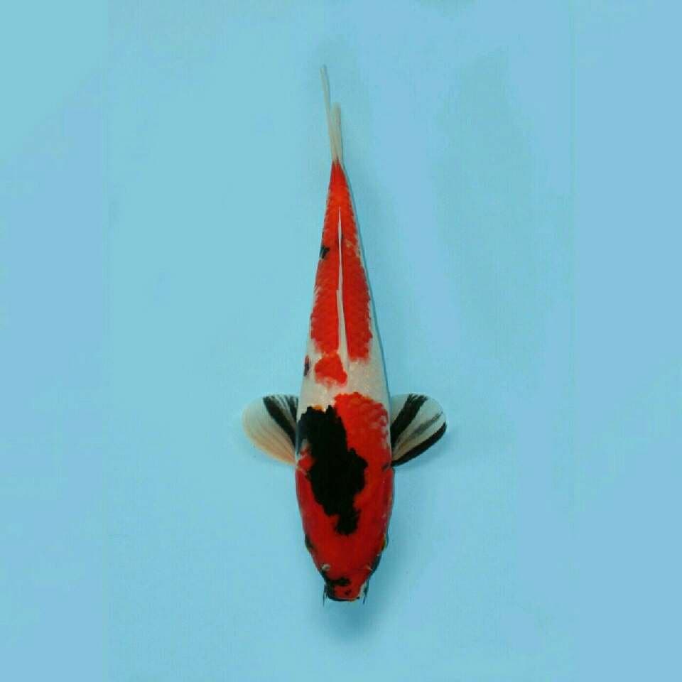 Showa 28cm
