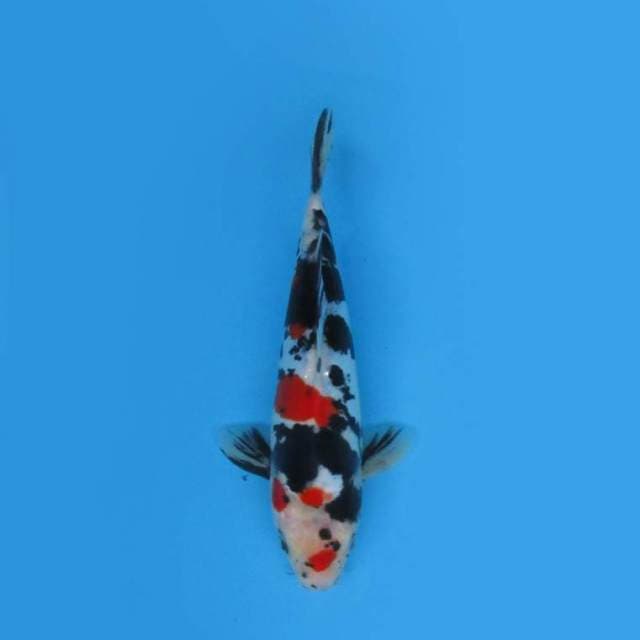 23CM - SHODO