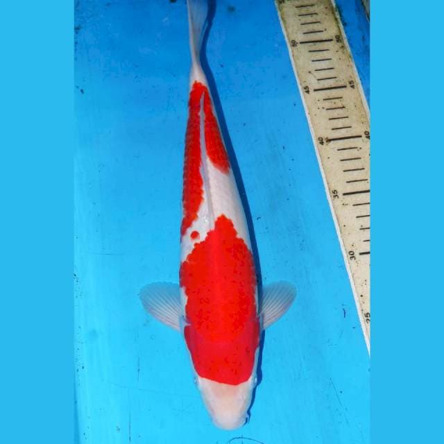34cm F1 KOHAKU
