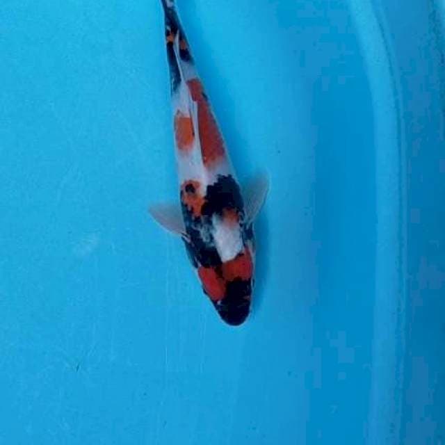 Showa 24 cm