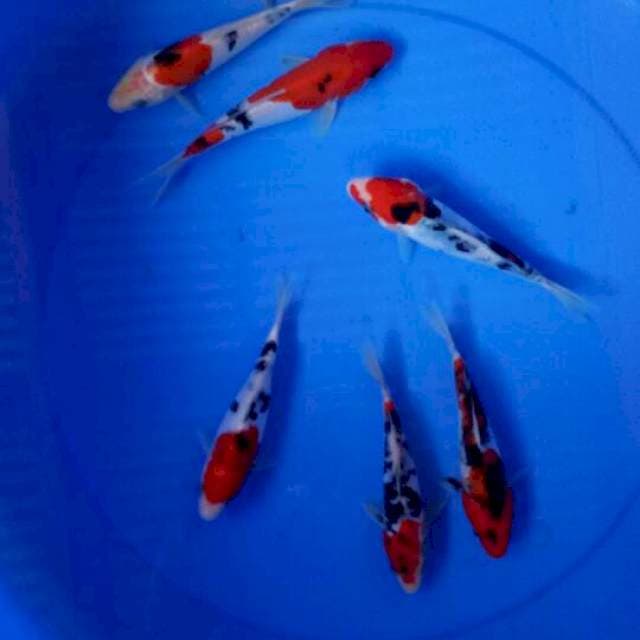 Mix koi 7 ekor 15-18 cm